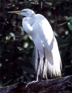 Great White Egret - Copyright Tony Coatsworth/Gina Jones 2003