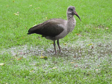 Hadeda Ibis