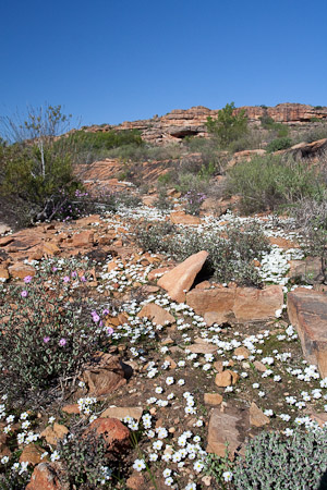 Fynbos, Bushman's Kloof