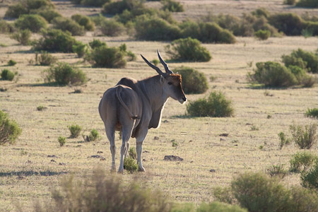 Eland