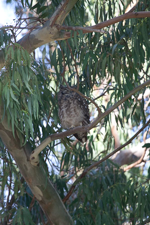 Cape Spotted Eagle Owl