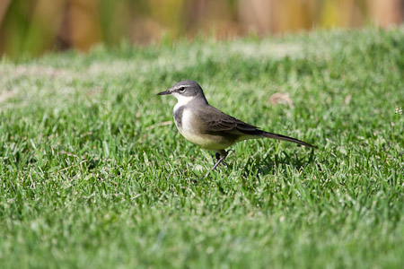 Cape Wagtail