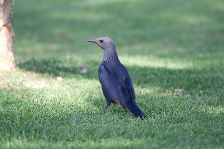 Red-winged Starling