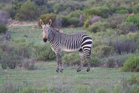 Cape Mountain Zebra