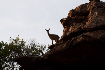 Klipspringer