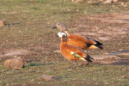 Cape Shelduck