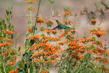Malachite Sunbird 