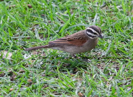 Cape Bunting