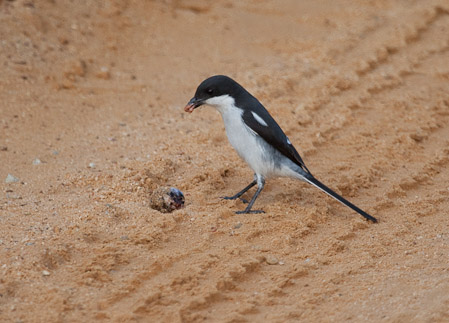 Common Fiscal Shrike