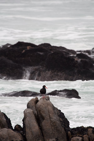 African Black Oystercatcher