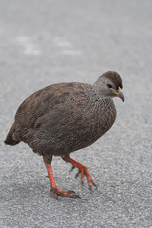 Cape Francolin