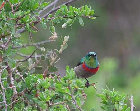 Lesser Double-collared Sunbird