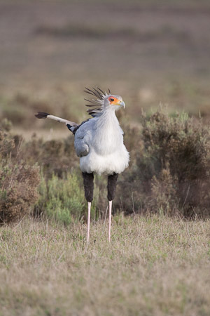 Secretary Bird