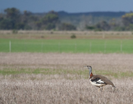Denham's Bustard