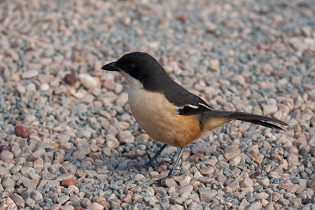 Southern Boubou