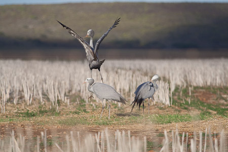 Blue Crane