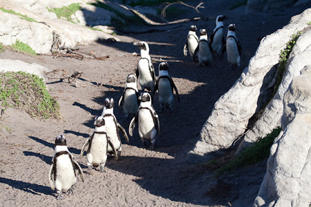 African Penguin