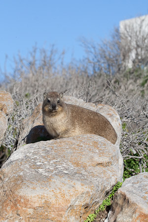 dassie