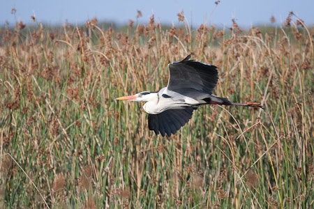 Grey Heron
