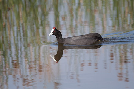 Red-knobbed Coot