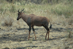 Tsessebe - Copyright Tony Coatsworth/Gina Jones