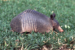 Nine-banded Armadillo - Copyright Tony Coatsworth/Gina Jones 2003