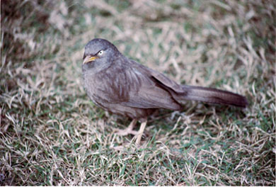 Jungle Babbler - copyright Tony Coatsworth