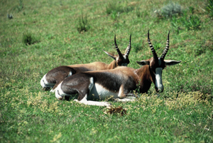 Bontebok - Copyright Tony Coatsworth/Gina Jones