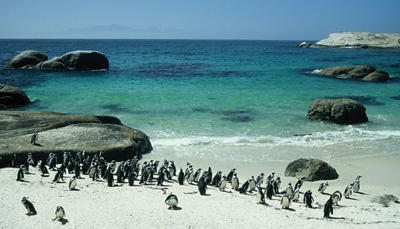 Boulders Beach  - Copyright Tony Coatsworth/Gina Jones