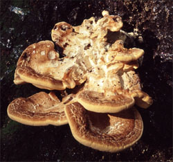 Bracket Fungus