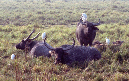 Cattle Egret/Buffalo - copyright Tony Coatsworth