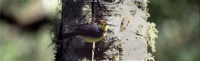 Collared Redstart - Copyright Tony Coatsworth/Gina Jones 2003