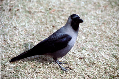 House Crow - copyright Tony Coatsworth