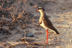 Crowned Plover - Copyright Tony Coatsworth/Gina Jones