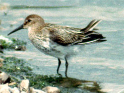 Dunlin