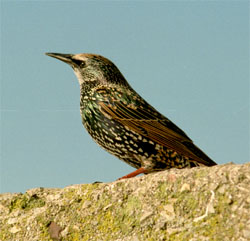 Starling