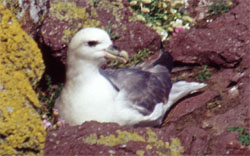 Fulmar