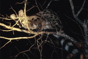 Genet - Copyright Tony Coatsworth/Gina Jones