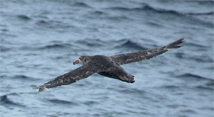 Giant Petrel - Copyright Tony Coatsworth/Gina Jones