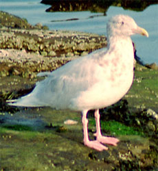 Glaucous Gull