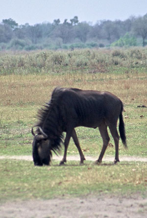 Blue Wildebeest - Copyright Tony Coatsworth/Gina Jones 2002