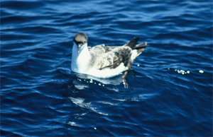 Great Shearwater - Copyright Tony Coatsworth/Gina Jones