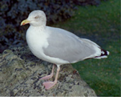 Herring Gull