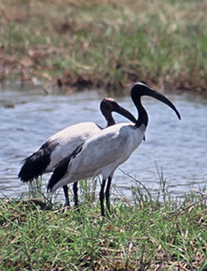 Sacred Ibises - Copyright Tony Coatsworth/Gina Jones 2002