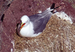 Kittiwake