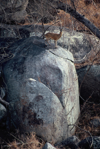 Klipspringer - Copyright Tony Coatsworth/Gina Jones