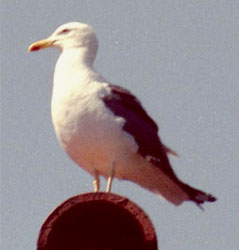 Lesser Black-backed Gull