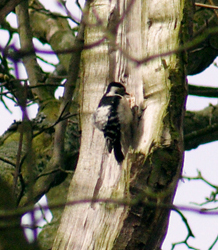 Lesser-spotted Woodpecker