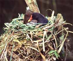 Moorhen