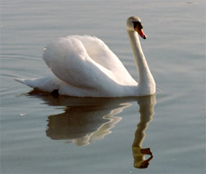 Mute Swan